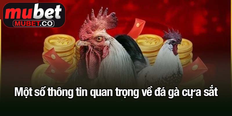Đá gà cựa sắt - Trận đấu quyết liệt một mất một còn 1 Một số thông tin quan trọng về đá gà cựa sắt