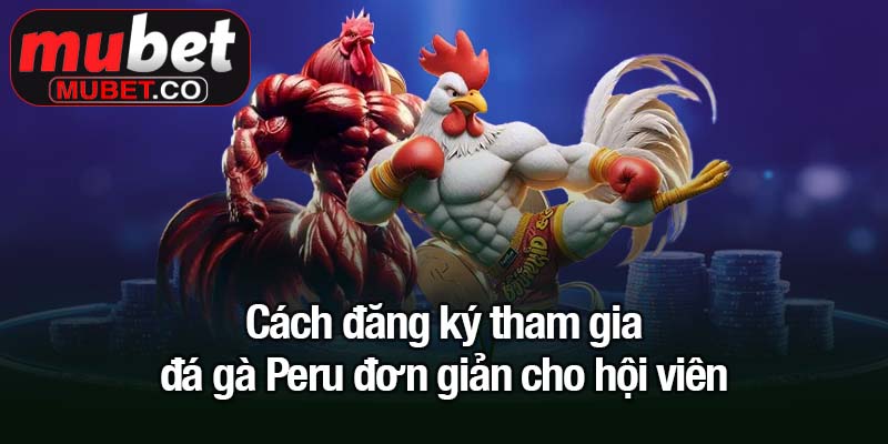 Đá gà Peru - Trận đấu kịch tính thu hút triệu kê thủ Mubet 3 Cách đăng ký tham gia đá gà Peru đơn giản cho hội viên